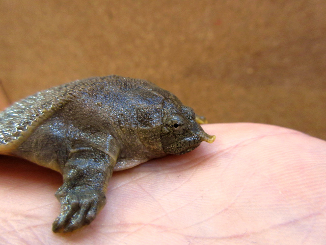 ハナマルスッポン(11)