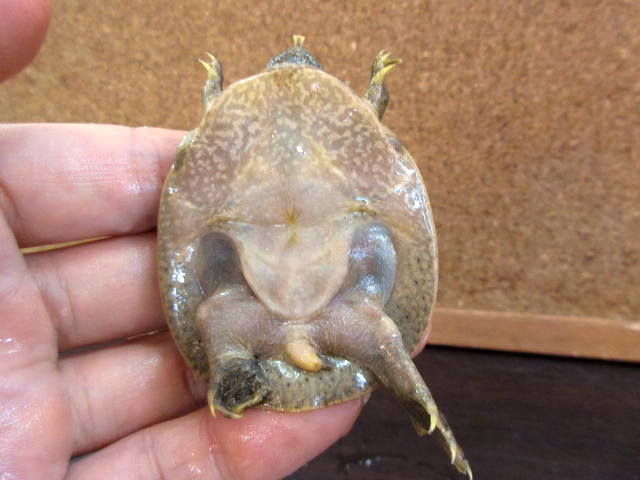 ハナマルスッポン(12)