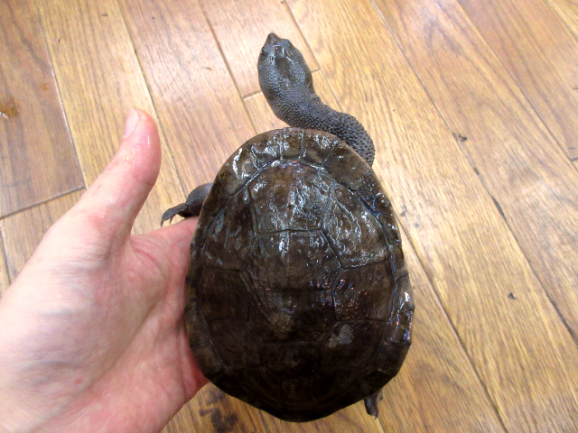 マッコードナガクビガメ(1)