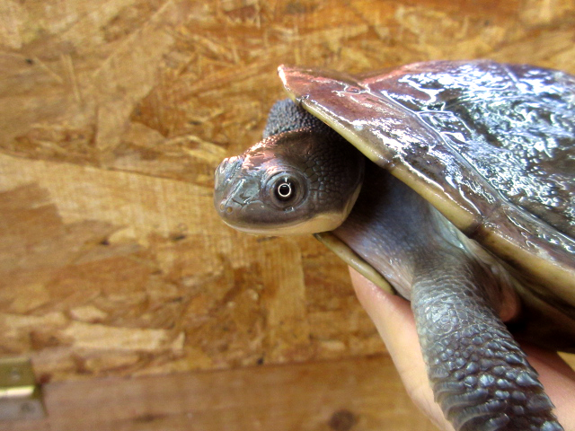 マッコードナガクビガメ(2)