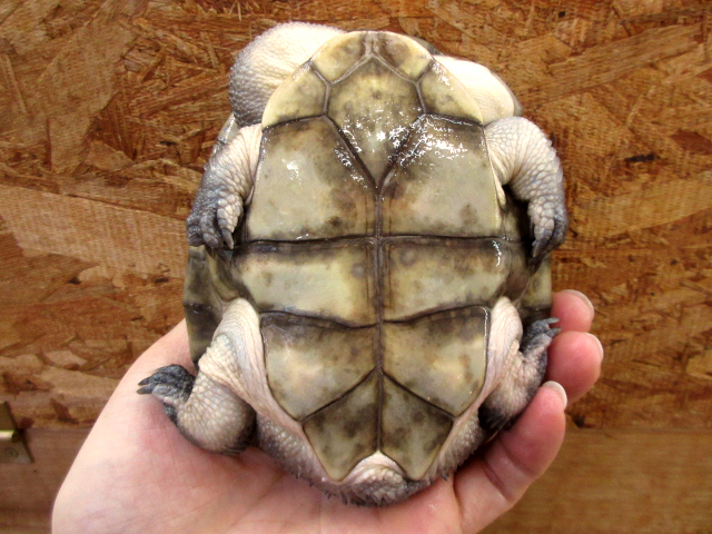 マッコードナガクビガメ(5)