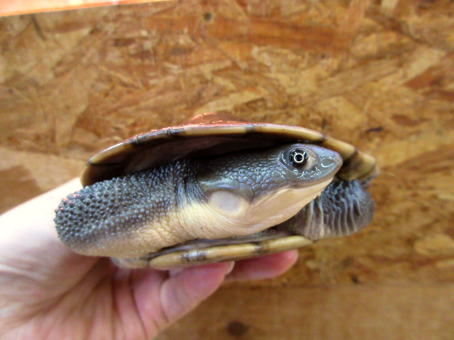 マッコードナガクビガメ(6)