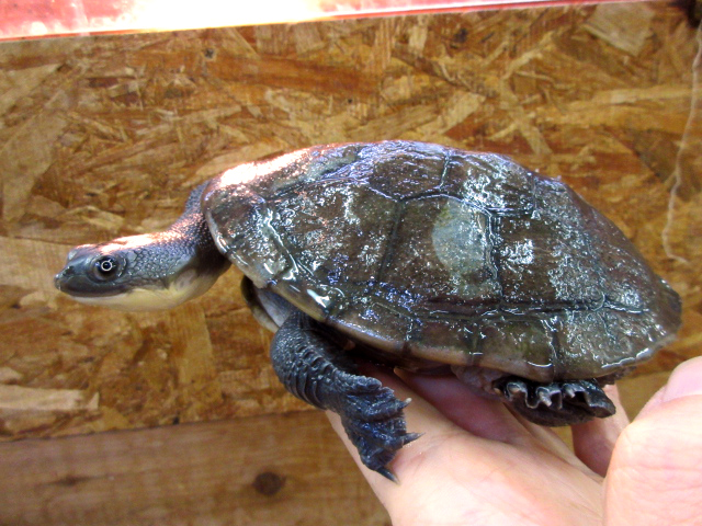 マッコードナガクビガメ(8)