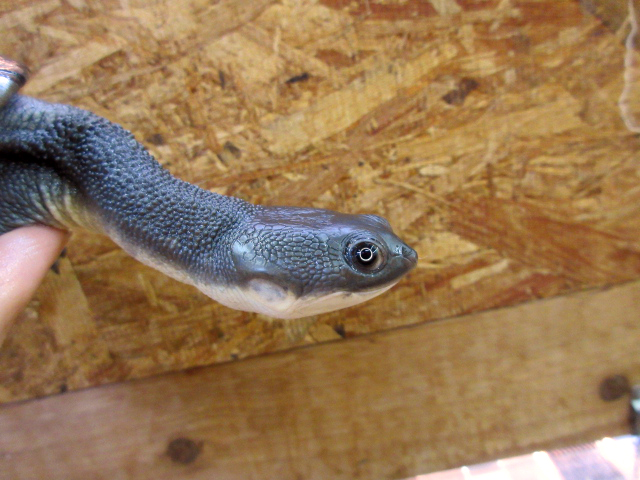 マッコードナガクビガメ(10)