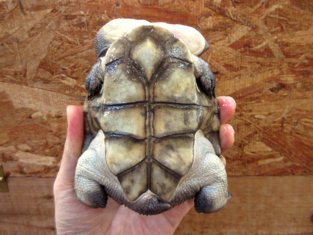 マッコードナガクビガメ(11)