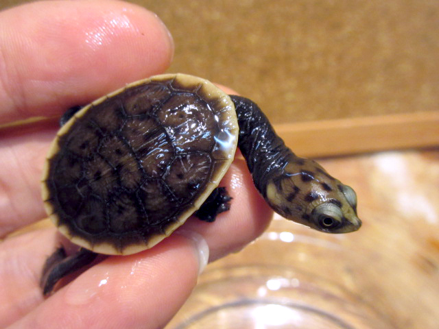 パーケリーナガクビガメ(9)