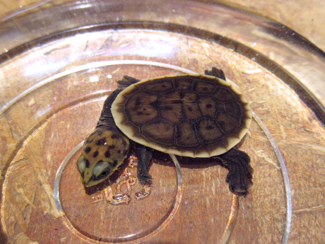 パーケリーナガクビガメ(10)