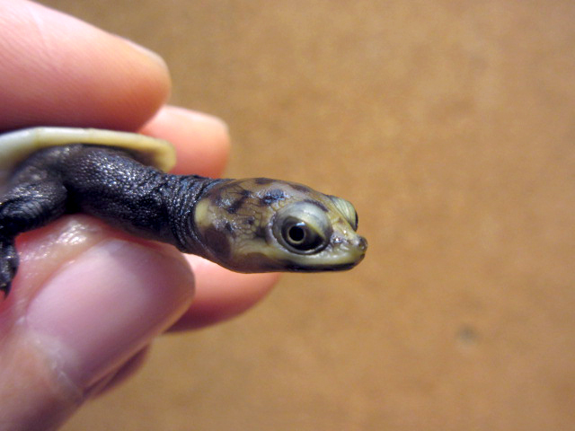 パーケリーナガクビガメ(11)