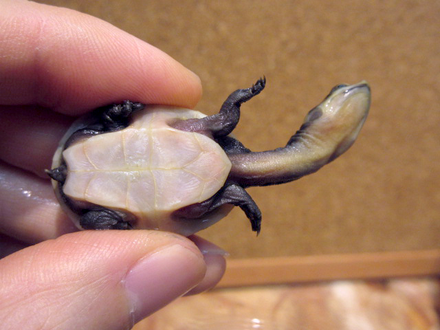 パーケリーナガクビガメ(12)