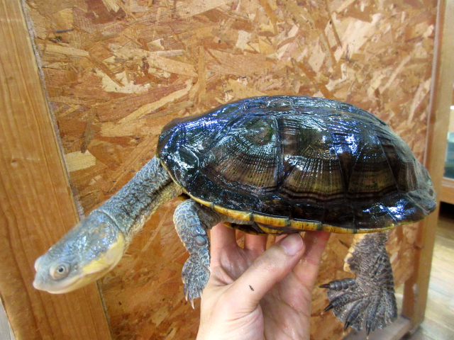 オオアタマヘビクビガメ(1)