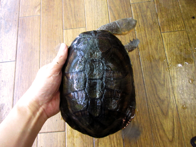 オオアタマヘビクビガメ(2)