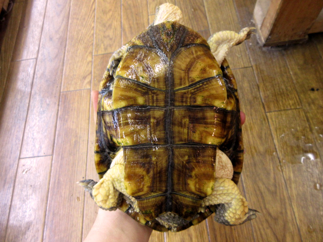 オオアタマヘビクビガメ(4)