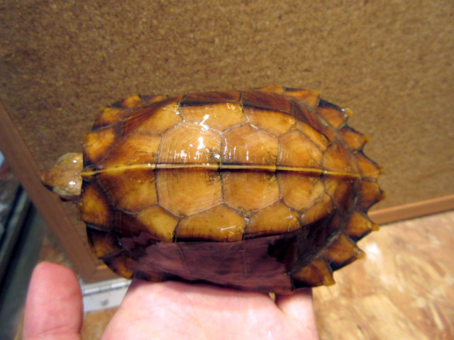 モンホットハコガメ(5)