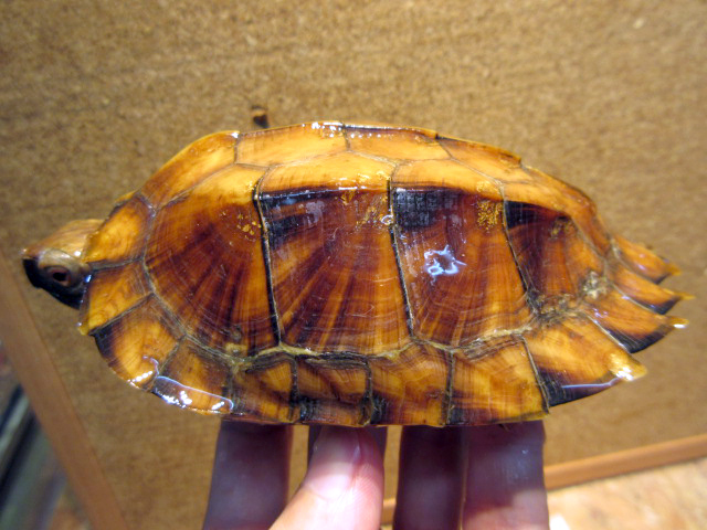モンホットハコガメ(6)