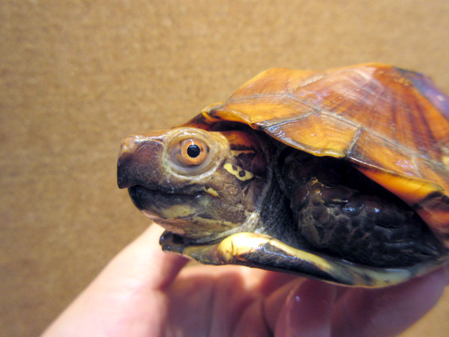 モンホットハコガメ(7)