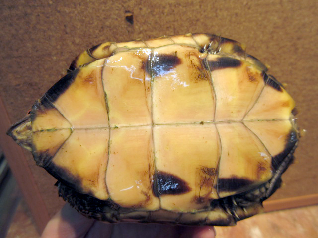 モンホットハコガメ(8)
