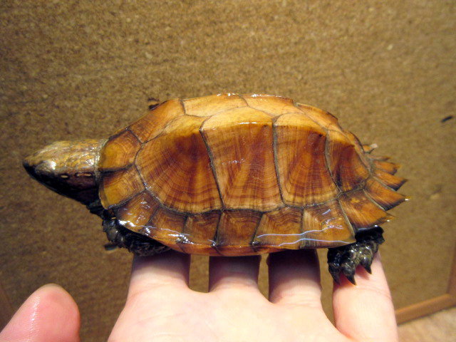 モンホットハコガメ(10)