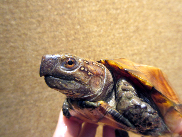 モンホットハコガメ(11)