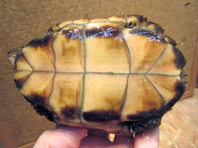 モンホットハコガメ(12)