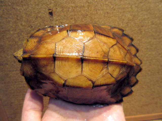 モンホットハコガメ(1)