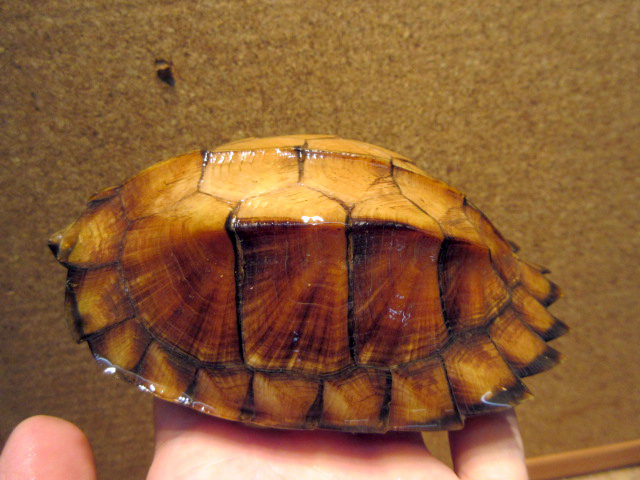 モンホットハコガメ(2)