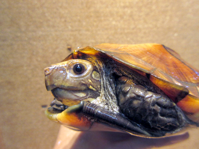 モンホットハコガメ(3)