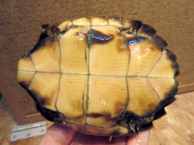 モンホットハコガメ(4)