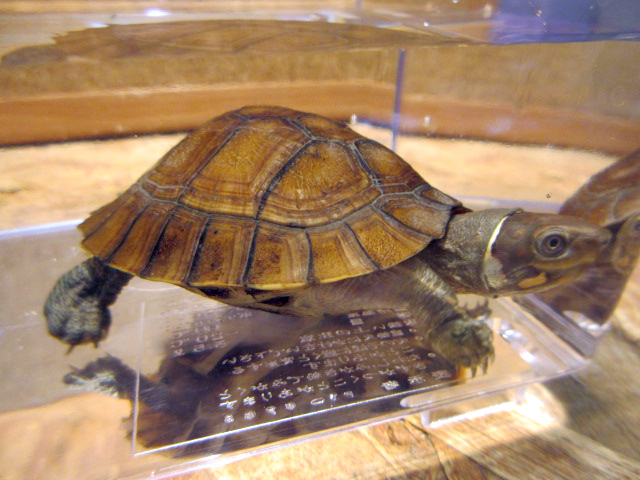 レイテヤマガメ(9)