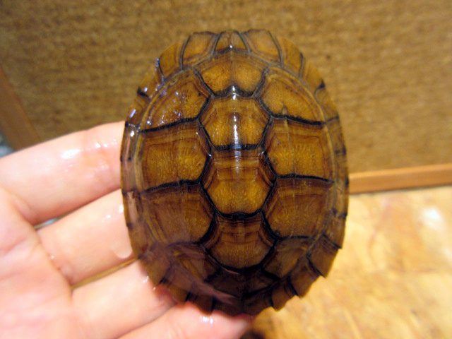 レイテヤマガメ(11)