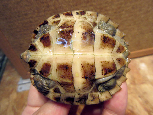 レイテヤマガメ(12)
