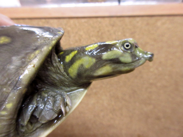 キタインドハコスッポン(2)