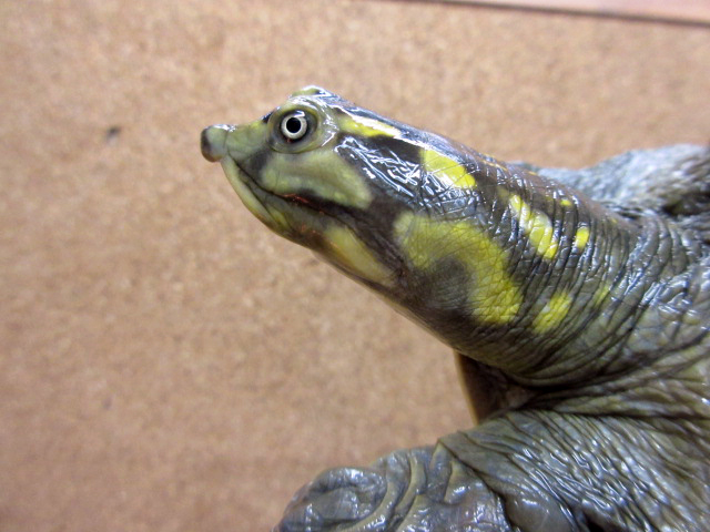 キタインドハコスッポン(3)