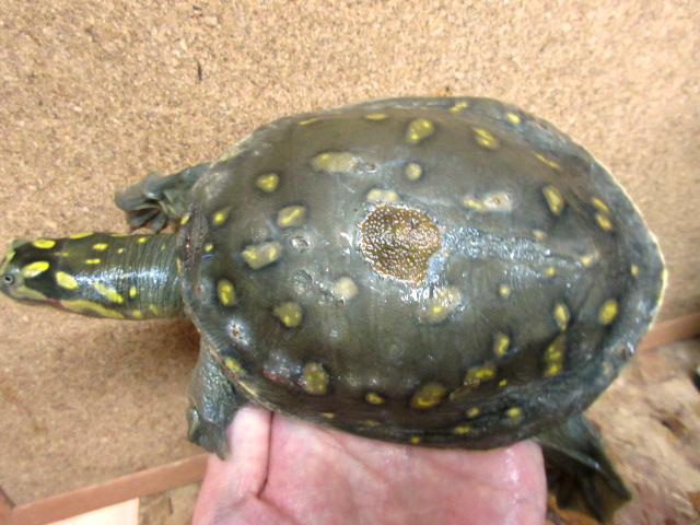 キタインドハコスッポン(4)