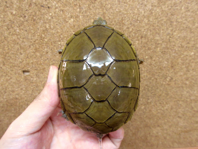 キイロドロガメ(5)