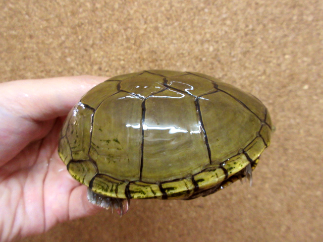 キイロドロガメ(6)