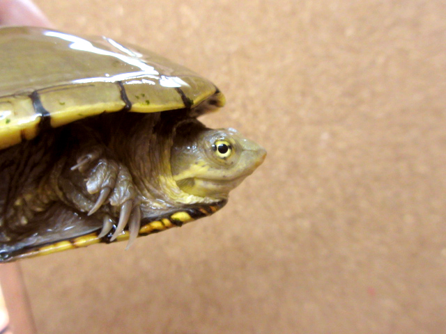 キイロドロガメ(7)