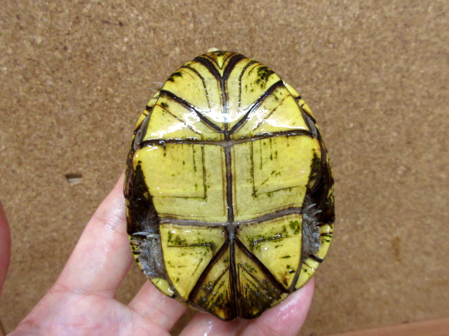 キイロドロガメ(8)