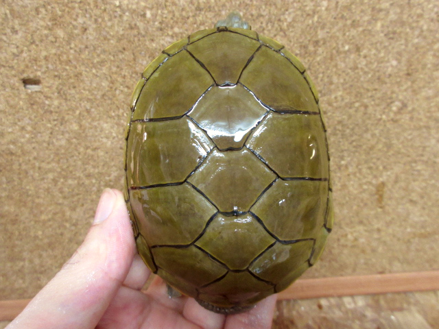 キイロドロガメ(9)