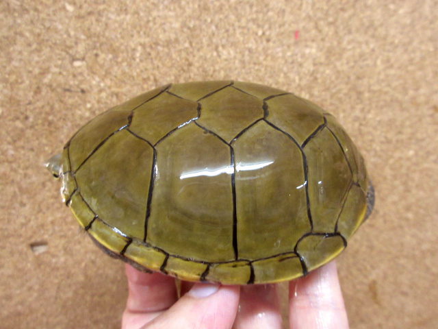 キイロドロガメ(10)