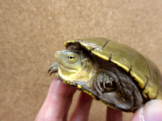 キイロドロガメ(11)