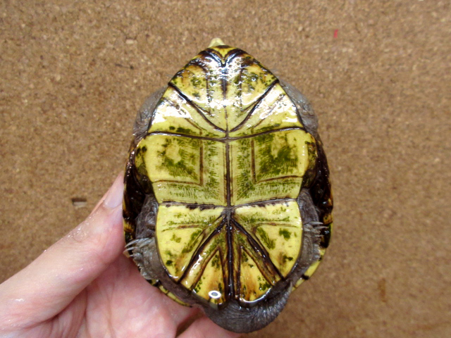 キイロドロガメ(12)