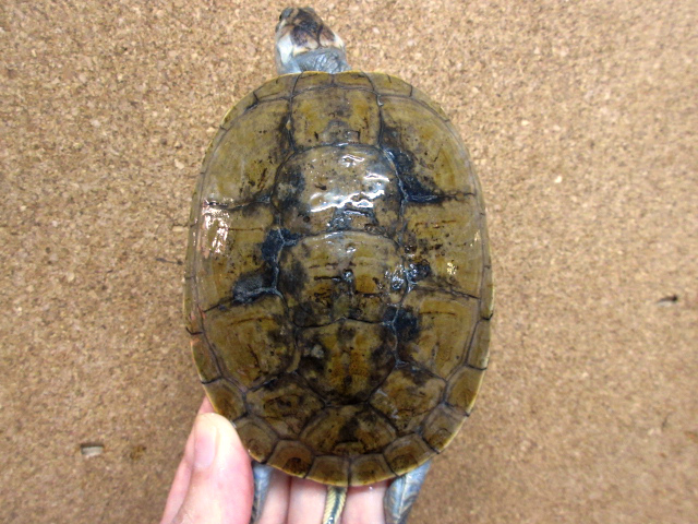 サバンナヨコクビガメ(5)