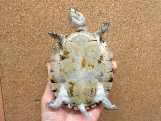 サバンナヨコクビガメ(8)