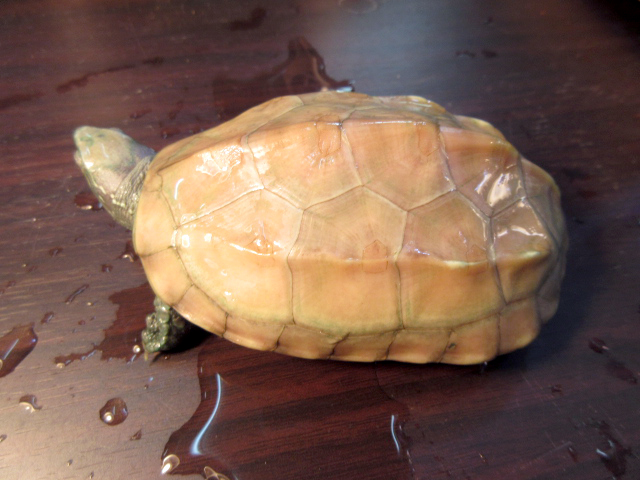 クサガメ(11)