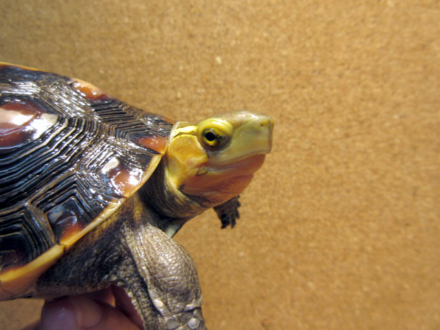 タイワンセマルハコガメ(3)