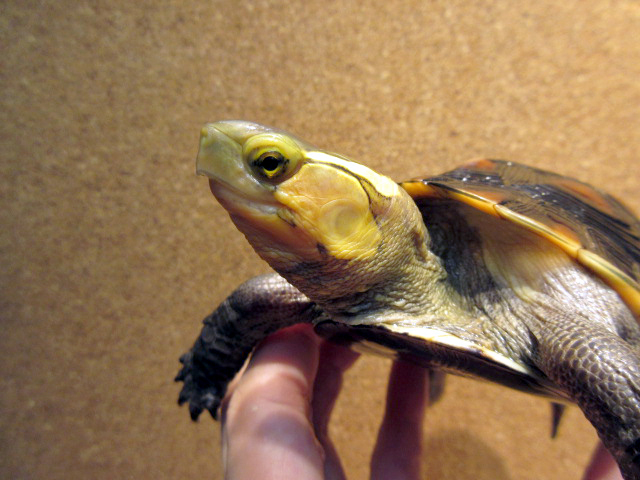 タイワンセマルハコガメ(4)