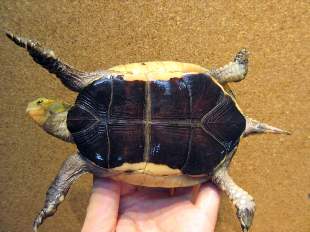 タイワンセマルハコガメ(5)