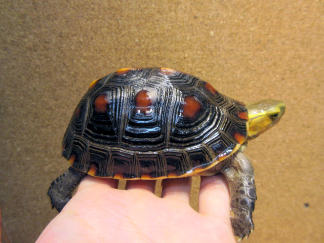 タイワンセマルハコガメ(7)
