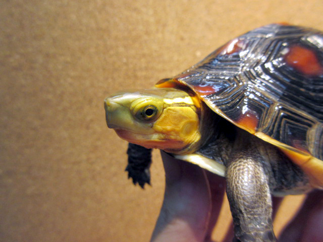 タイワンセマルハコガメ(9)