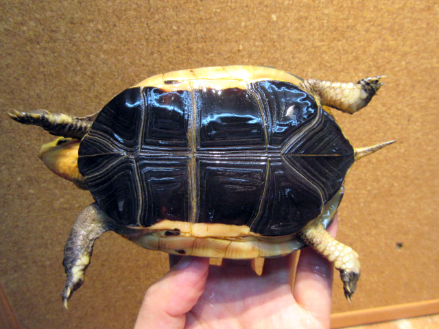 タイワンセマルハコガメ(10)